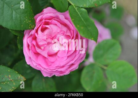 Rosa Hybride Perpetuelle Rose (Rosa) die Comtesse Cecile de Chabrillant blüht im Juni in einem Garten Stockfoto