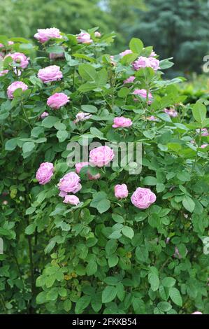 Rosa Hybride Perpetuelle Rose (Rosa) die Comtesse Cecile de Chabrillant blüht im Juni in einem Garten Stockfoto
