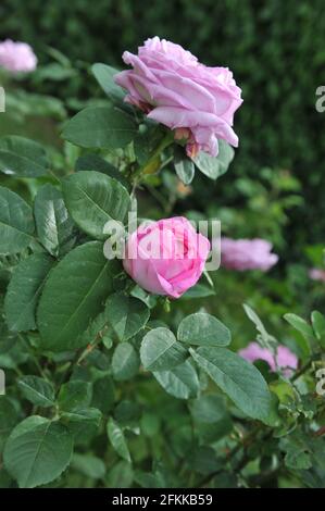 Rosa Hybride Perpetuelle Rose (Rosa) die Comtesse Cecile de Chabrillant blüht im Juni in einem Garten Stockfoto