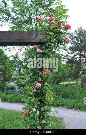 Rosa mit gelben Untertönen Kletterrose (Rosa) Condesa de Sastago Cl. Blüht im Juni auf einer hölzernen Pergola in einem Garten Stockfoto