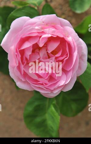 Rosa Strauch Englische Rose (rosa) Constance Spry blüht im Mai in einem Garten Stockfoto