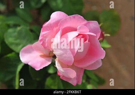 Rosa Strauch Englische Rose (rosa) Constance Spry blüht im Mai in einem Garten Stockfoto