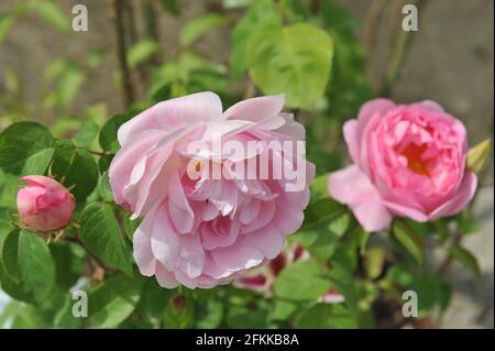 Rosa Strauch Englische Rose (rosa) Constance Spry blüht im Mai in einem Garten Stockfoto