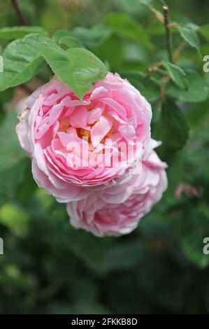 Rosa Strauch Englische Rose (rosa) Constance Spry blüht im Juni in einem Garten Stockfoto