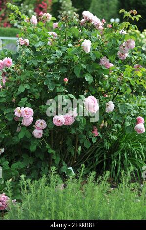 Rosa Strauch Englische Rose (rosa) Constance Spry blüht im Juni in einem Garten Stockfoto