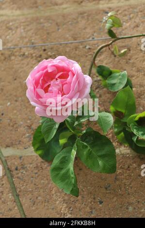 Rosa Strauch Englische Rose (rosa) Constance Spry blüht im Mai in einem Garten Stockfoto