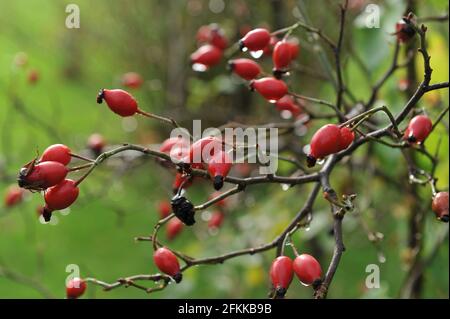 Die roten Hüften des Laxa-Wurzelstocks (Rosa coriifolia Froebeli) im Garten im Oktober Stockfoto