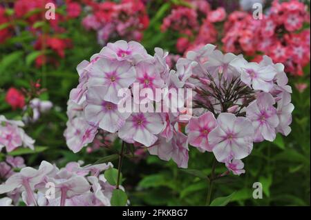 Phlox paniculata Abramtsevskoe Kruzhevo (Abramzewo Spitze) blüht im Juli im Garten Stockfoto