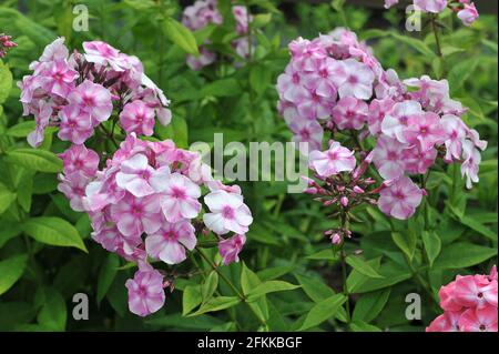 Phlox paniculata Abramtsevskoe Kruzhevo (Abramzewo Spitze) blüht im Juli im Garten Stockfoto