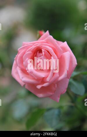 Rosa großblütige Kletterrose (rosa) Coral Dawn blüht im Juli in einem Garten Stockfoto