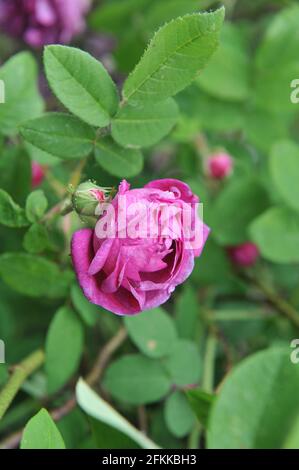 Mauve Provins Rose (Rosa gallica) Cosimo Ridolfi blüht im Juni in einem Garten Stockfoto