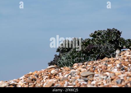 Der Meereskohl wächst auf den Kieselsteinen von East Preston Beach, West Sussex, Großbritannien Stockfoto