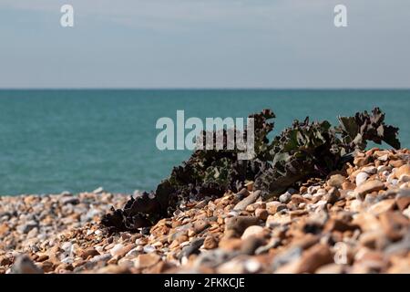 Der Meereskohl wächst auf den Kieselsteinen von East Preston Beach, West Sussex, Großbritannien Stockfoto