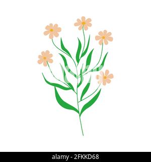 Kamillenblüten. Zweig mit mehreren Blumen Gänseblümchen. Farbenfrohe, handgezeichnete Vektorgrafik Stock Vektor