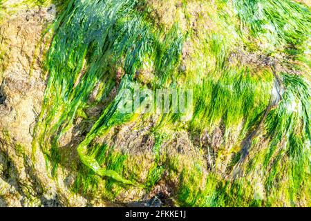 Grüne Algen wachsen auf Felsen am Strand in Irland. Stockfoto