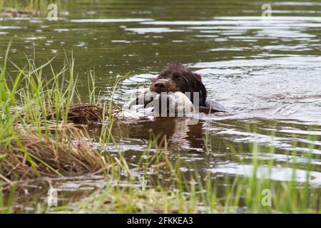 Ein Jagdhund mit einer Ente in den Zähnen schwimmt Zum grasbewachsenen Ufer des Sees Stockfoto