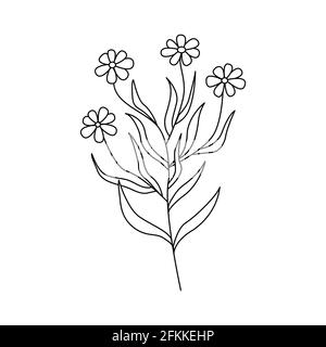 Kamillenblüten. Zweig mit mehreren Blumen Gänseblümchen. Schwarz-Weiß-Vektor-Doodle-Stil Illustration Stock Vektor