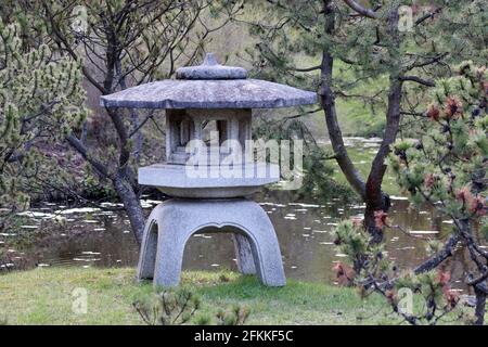 Japanischer Garten im Frühling, orientalische Kultur. Alte Yukimi-toro Steinlaterne auf der Insel im Teich, umgeben von Pinien Stockfoto