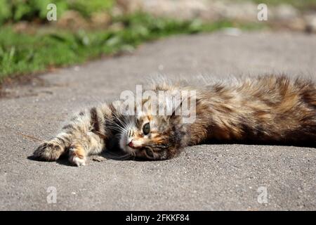 Eine Katze, die sich in der Sonne sonnt und sich auf einer Straße ausbreitet. Entspannung bei warmem, sonnigem Wetter Stockfoto