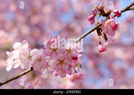 Rosa Sakura blüht auf einem Ast aus nächster Nähe. Kirschblüte im Frühlingsgarten auf blauem Himmel Hintergrund Stockfoto