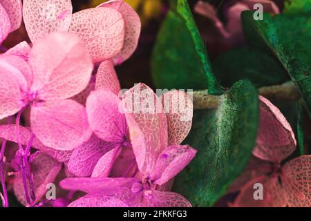 Blumenhintergrund mit Nahaufnahme von trockenen bunten Blumen und getrockneten rosa Blütenblätter, Makro-Aufnahme Foto Stockfoto