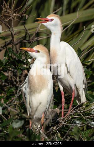 Ein paariger Kuhreiher auf ihrem Nest in St. Augustine, Florida Stockfoto