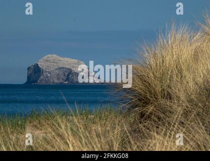 Edinburgh, Midlothian, Großbritannien. 2/5/2021 Yellowcraig Beach, East Lothian, Schottland Stockfoto