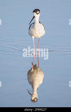 Schwarzhals-Stelzenläufer Stockfoto