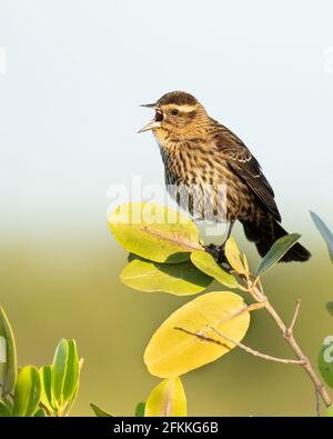 Eine weibliche RotflügelAmsel, die im Morgenlicht von Florida singt. Stockfoto