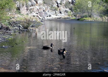 Frühling im Sabino Canyon, in den Santa Catalina Mountains nördlich von Tucson, Arizona. Stockfoto