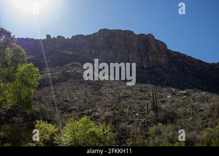 Frühling im Sabino Canyon, in den Santa Catalina Mountains nördlich von Tucson, Arizona. Stockfoto