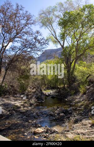 Frühling im Sabino Canyon, in den Santa Catalina Mountains nördlich von Tucson, Arizona. Stockfoto