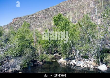 Frühling im Sabino Canyon, in den Santa Catalina Mountains nördlich von Tucson, Arizona. Stockfoto