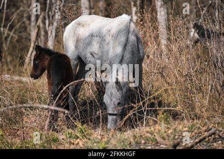 Große reinrassige weiße und graue Pferde und kleine braune hengstfohlen grasen im Wald und fressen trockenes Gras und Heu mit Stroh. Grasende Vollblutpferde im Stockfoto