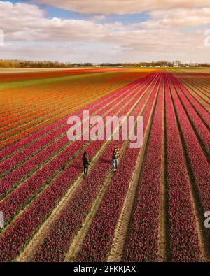 Tulpenfeld in den Niederlanden, farbenfrohe Tulpenfelder in Flevoland Noordoostpolder Holland, niederländische Frühlingsansichten in den Niederlanden, Paar Mann und Frau mittleren Alters im Blumenfeld Stockfoto