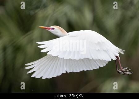 Ein Kuhreiher im Flug Stockfoto