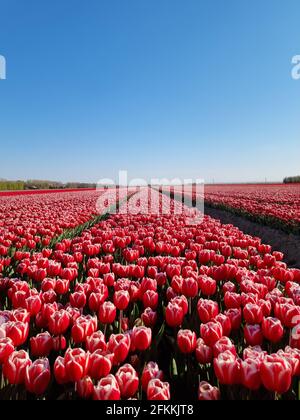 Tulpenfeld in den Niederlanden, farbenfrohe Tulpenfelder in Flevoland Noordoostpolder Holland, Niederländische Frühlingsansichten in den Niederlanden Stockfoto