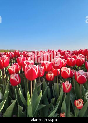 Tulpenfeld in den Niederlanden, farbenfrohe Tulpenfelder in Flevoland Noordoostpolder Holland, Niederländische Frühlingsansichten in den Niederlanden Stockfoto