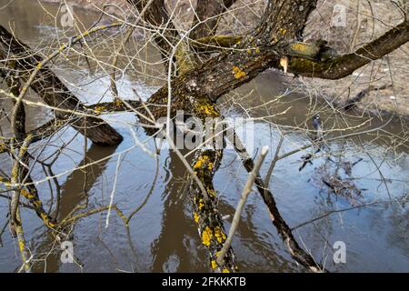 Kirzhach Fluss, Vladimir Region. Hochwasser in der Region Vladimir. Der Schnee ist geschmolzen, der Fluss überfließt, die Bäume liegen im Wasser Stockfoto