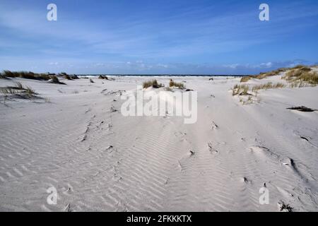 Blick auf den niederländischen Strand, Sanddünen und Meer an einem kalten windigen Frühlingstag mit blauem Himmel. Schöne Sandkräuselstruktur und wehende Strandgras. Ameland, Hollum 2021 Stockfoto