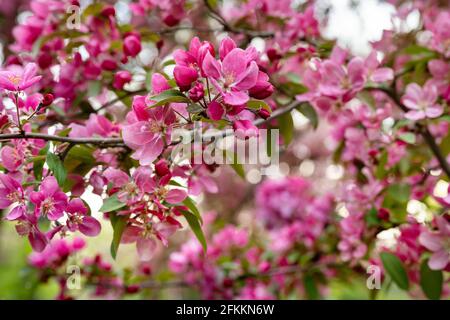 Äpfel oder kirschlila Blüten auf Zweig in Blüte Stockfoto