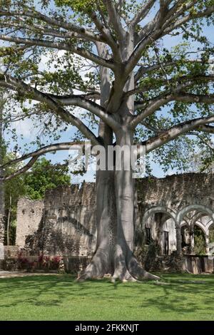 La Hacienda Uayamón localizada a 27 km de la ciudad De Campeche tuvo sus orígenes en el siglo XVI cuando Su actividad era la ganadería y el cultivo de Stockfoto