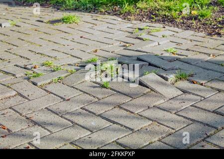 Gras sprießt durch Pflastersteine. Die Wurzeln heben die Pflasterplatten an. Stockfoto