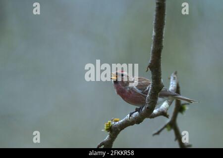 Männlich Lesser Redpoll, Acantdieses Cabaret, Rosneath Peninsula, Argyll, Schottland, VEREINIGTES KÖNIGREICH Stockfoto