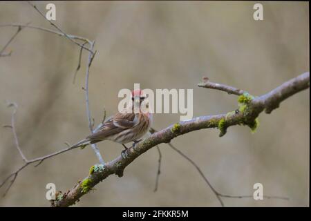 Weibliche Lesser Redpoll, Acanthist Cabaret, Rosneath Peninsula, Argyll, Schottland, VEREINIGTES KÖNIGREICH Stockfoto