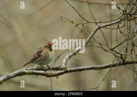 Weibliche Lesser Redpoll, Acanthist Cabaret, Rosneath Peninsula, Argyll, Schottland, VEREINIGTES KÖNIGREICH Stockfoto