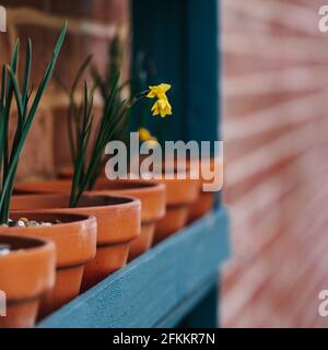 Ameise sucht nach Nektar auf einer Narzisse 'sabrosa', einem schönen Zwerg jonquil daffodil Stockfoto