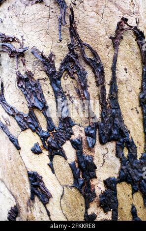 Kuttelpilz, Auricularia mesenterica auf einem toten Baumstamm Stockfoto