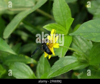 Eine schwarze Hummel sammelt Nektar aus einer gelben Blume Stockfoto
