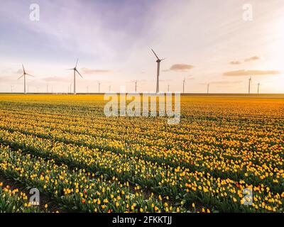 Tulpenfeld in den Niederlanden, farbenfrohe Tulpenfelder in Flevoland Noordoostpolder Holland, Niederländische Frühlingsansichten in den Niederlanden Stockfoto
